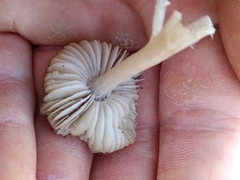 Dermoloma cuneifolium