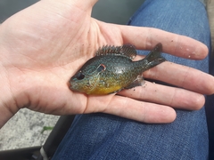 Lepomis peltastes