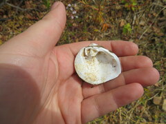 Obliquaria reflexa