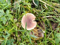 Dermoloma cuneifolium