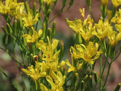 Crepis acuminata