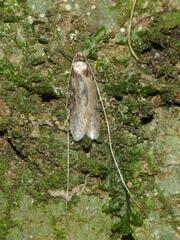 Adelidae