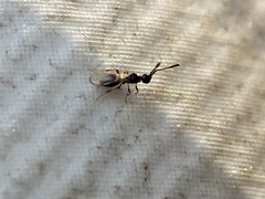 Diapriinae