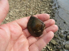 Truncilla truncata