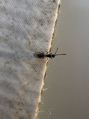Diapriinae