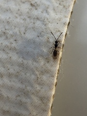 Diapriinae