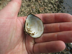 Truncilla truncata