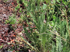 Crepis acuminata