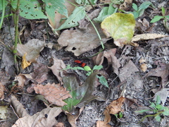 Dasymutilla occidentalis