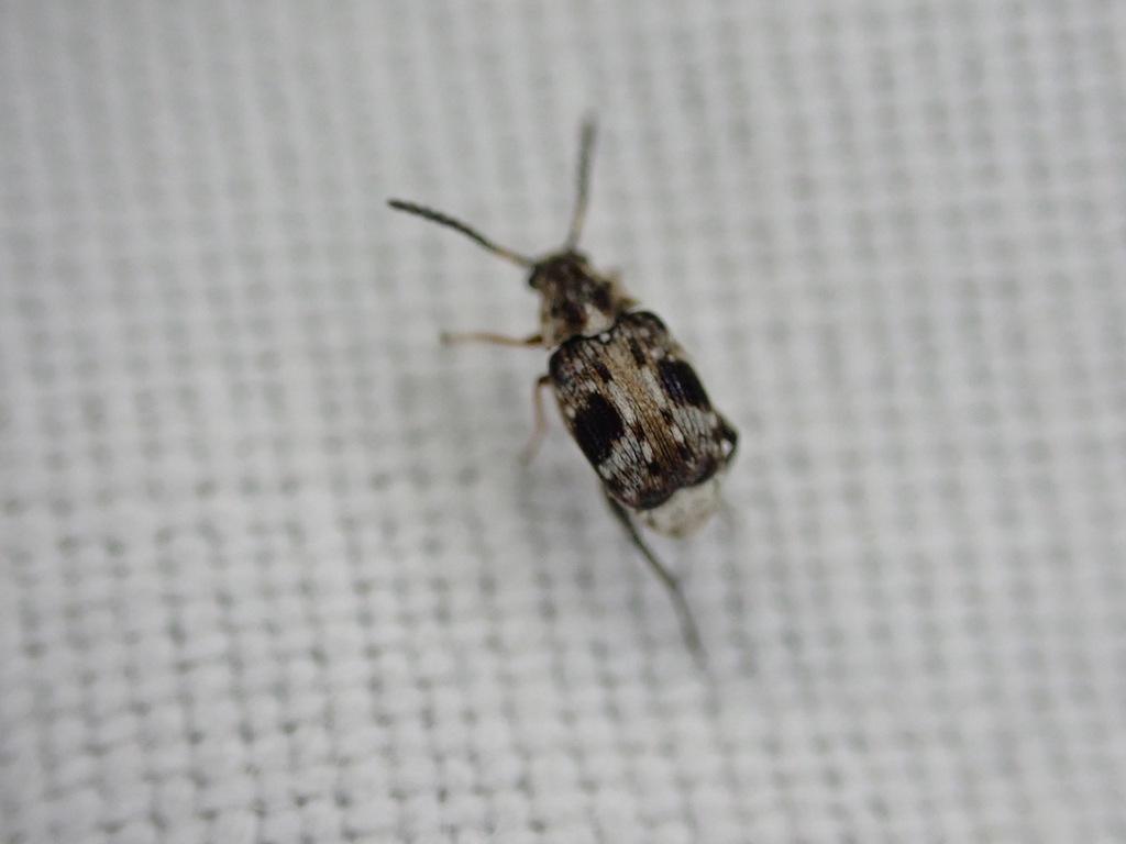 Bruchidius bimaculatus