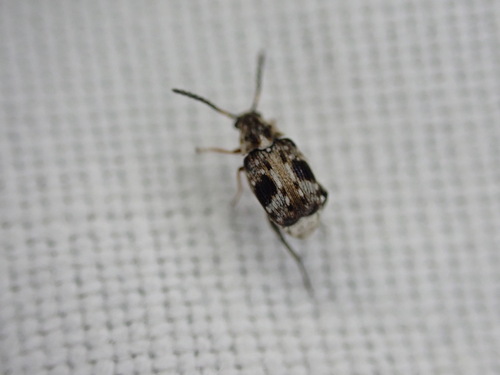 Bruchidius bimaculatus