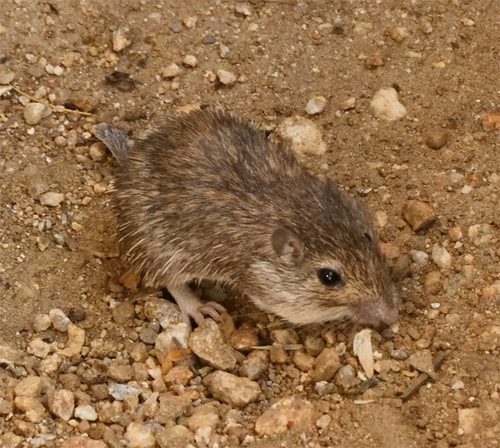 Spiny Pocket Mouse
