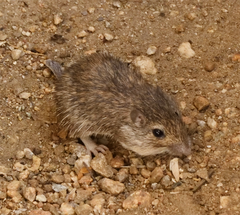 Chaetodipus penicillatus