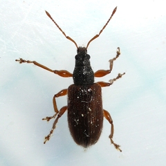 Phyllobius oblongus