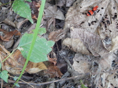 Dasymutilla occidentalis