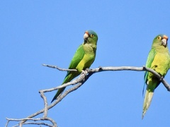 Eupsittula canicularis