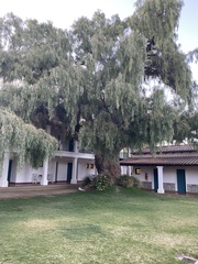 Schinus molle