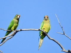 Eupsittula canicularis