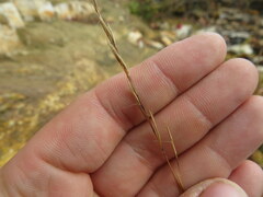 Aristida dichotoma