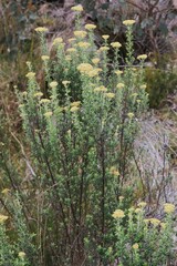 Ozothamnus obcordatus