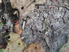 Dasymutilla occidentalis