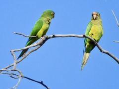 Eupsittula canicularis