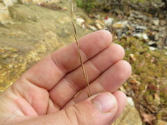 Aristida dichotoma