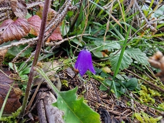 Campanula rotundifolia