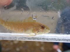 Hexagrammos decagrammus