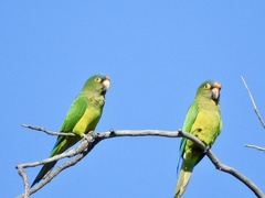 Eupsittula canicularis
