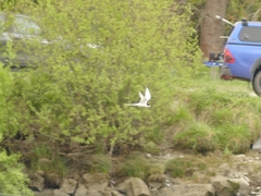 Sterna striata striata