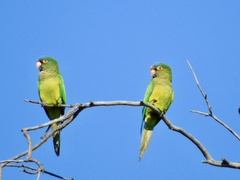 Eupsittula canicularis