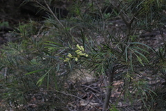 Acacia floribunda