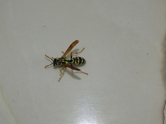 Polistes gallicus