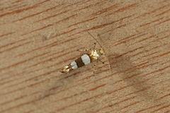 Argyresthia