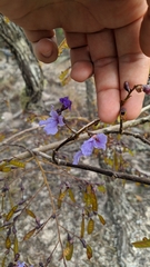 Bowdichia virgilioides