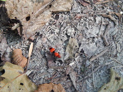 Dasymutilla occidentalis