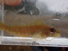 Hexagrammos decagrammus