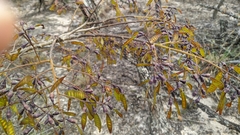 Bowdichia virgilioides