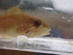 Hexagrammos decagrammus
