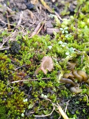 Arrhenia rickenii