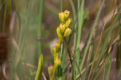 Liparis loeselii