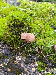 Arrhenia rickenii