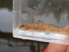 Lepidogobius lepidus