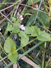 Clinopodium brownei