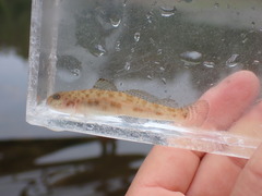 Lepidogobius lepidus