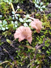 Arrhenia rickenii