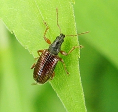 Phyllobius oblongus