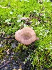 Arrhenia rickenii