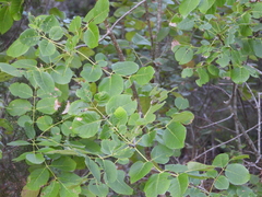 Fraxinus albicans